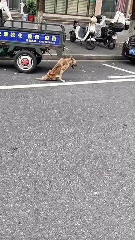#dog #poordog #rescuedog #dogvideos #dogsoftiktok 