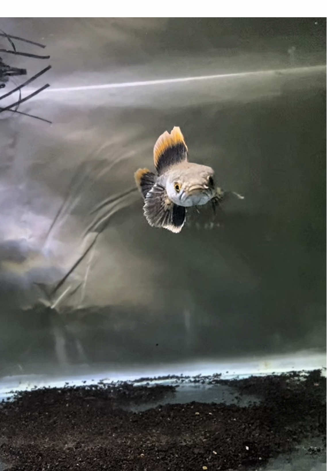 👈🏻 Solusi kado buat cowok mu yang lagi ulang tahun 😆🤣 #limbata #limbarca #limbataindonesia #limbatahf #limbatalovers #channaindonesia #channalimbata 