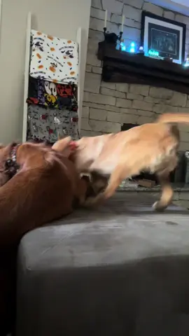 Life lately with 4 pups 🫠 Puppy Thunderdone 24/7 ‘round here #puppy #puppytiktok #dogsoftiktok #trending 