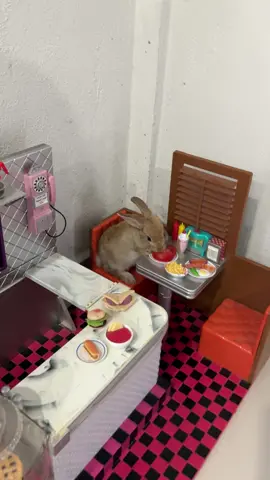 🐰💕 #conejos #amor #cafeteria 