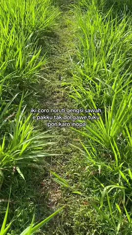 lakyo ngono #petanimuda #fyp #fypage 