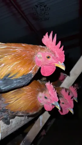 Una revicion nocturna a nuestros pollos. Van con una salud increíble, empezaron a cumplir sus 4 meses #enlomio 