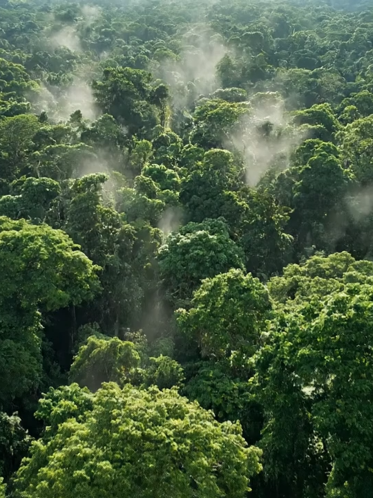 Costa Rican Rainforest Drone View Our #TropicalTuesday takes us high into the canopy of Costa Rica's incredibly biodiverse rainforests! Known for its commitment to conservation, Costa Rica's jungles are a vibrant ecosystem. This slow, descending tracking shot aims to show you the layers of life and the incredible density of these vital green lungs of our planet.  #AI #CostaRica #Rainforest #Biodiversity #VirtualVoyager