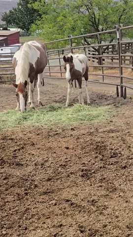 Okay, this is the best part of my entire day and I must share it with you all. ❤️ 😍  #makemyday #bestpartofmyday #notexpected #prettylittlebaby #prettylittlething 