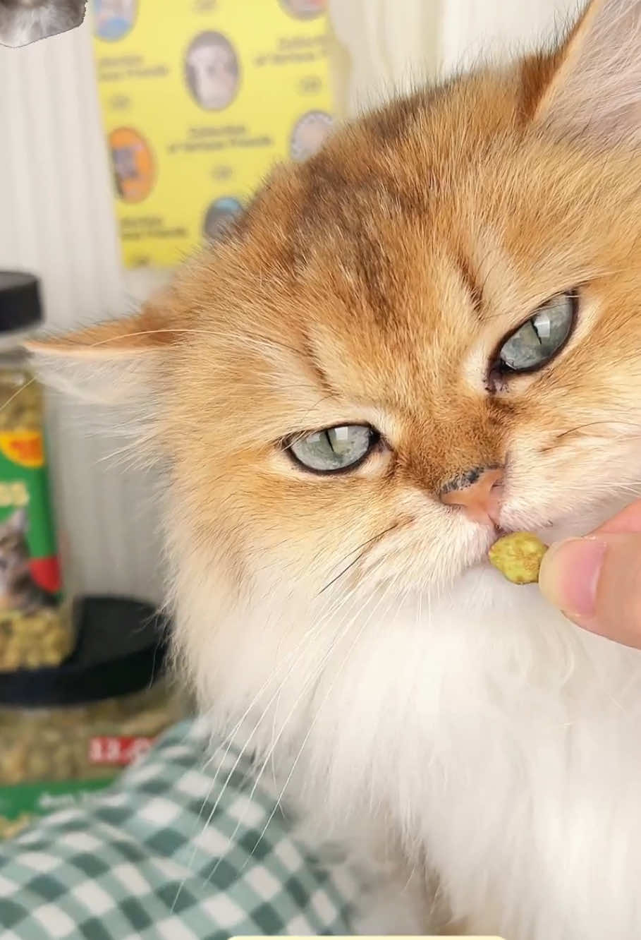 The correct and harmless way to expel hairballs! Useful and Delicious!  — Cat Grass Treats #cat #catlover #cattreats #catfood #catsoftiktok #hairball 