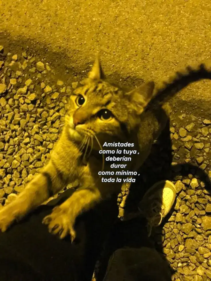 #mascotas #lentejas #gatos  #amistad #paratii 
