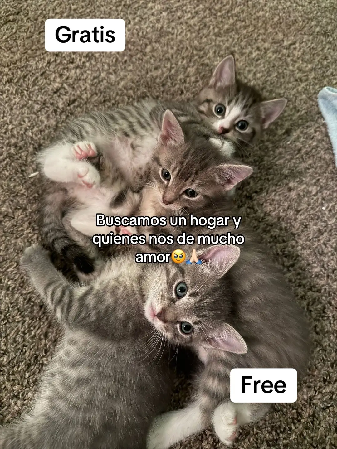Somos tres indefensas creaturas que buscamos hogar y quien nos de amor🥹. #fyp #viral #dmv #washingtondc #maryland 