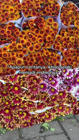 Bunga Krisan Pom oren & Remik 💐 Nova Florist  (Bakul Kembang) Supplier Bunga Segar Bandungan  Since 2001 Menyediakan berbagai macam jenis bunga krisan, bunga mawar dan lain lain.  Siap kirim sampai tujuan di berbagai daerah ✈️ Info pemesanan 081225780103 Lokasi Pasar Bunga Bandungan  Lokasi 2 Maps Nova Florist  #novafloristbandungan  #pasarbungabandungan  #bakulkembang  #freshflowers💐  #fyppppppppppppppppppppppp 