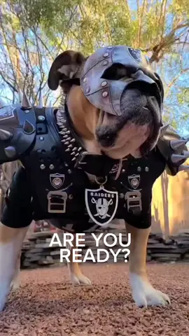 RAIDER NATION, are you ready? Just win, baby! #frankiebulldog #raiders #silverandblack #raiderdog #justwinbaby 