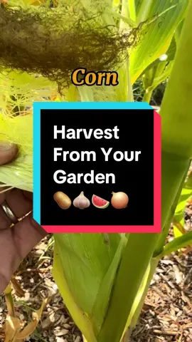 How to #harvest watermelon, potatoes, garlic, onion, corn, Cucamelons, and @trueorganic from your #backyardgarden it’s always great to #growyourownfood but knowing when it’s #harvesttime is crucial #growwithtrue 