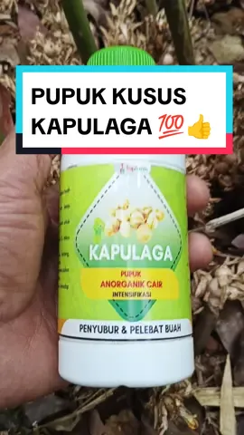 Kapulaga berbuah lebat itu pasti tanamannya subur. lalu apakah kalau tanaman Kapulaga subur bisa berbuah lebat ? belum tentu.!  Pupuk Topfarm khusus Kapulaga dengan metode intensifikasi untuk tanaman Kapulaga bisa menjadi solusi supaya Tanaman Kapulaga Subur dan berbuah Lebat. 💯👍 Pupuk Khusus Kapulaga Topfarm cek di keranjang ‼️ #kapulaga #kapulogo #kapulagahijau #kapulagaindia #petanikapulaga #kapolaga #petanimuda #petanimilenial #petanisukses 