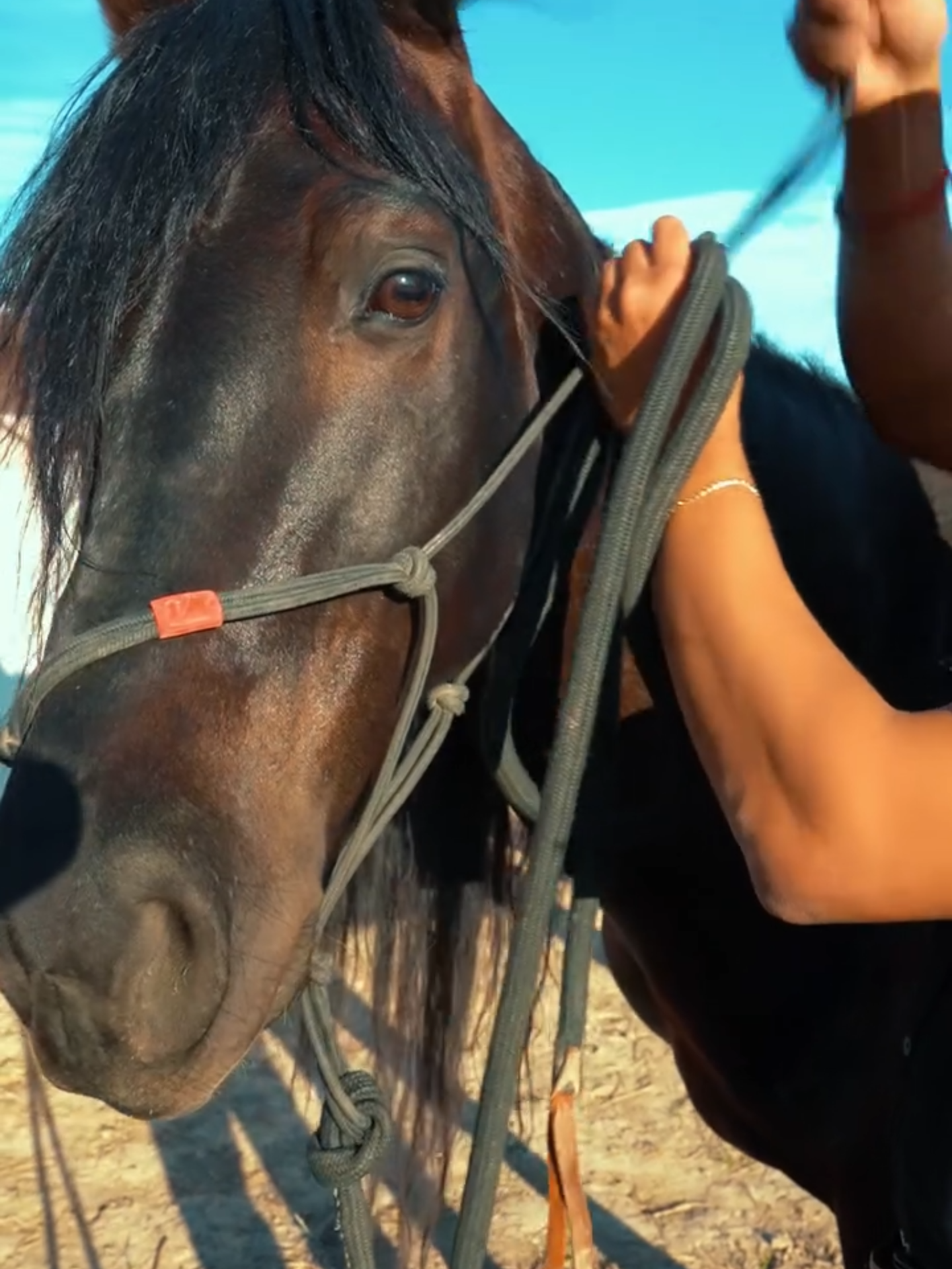 Asi trabajamos a los caballos! #caballos #paratiiiiiiiiiiiiiiiiiiiiiiiiiiiiiii #fypp #caballostiktok