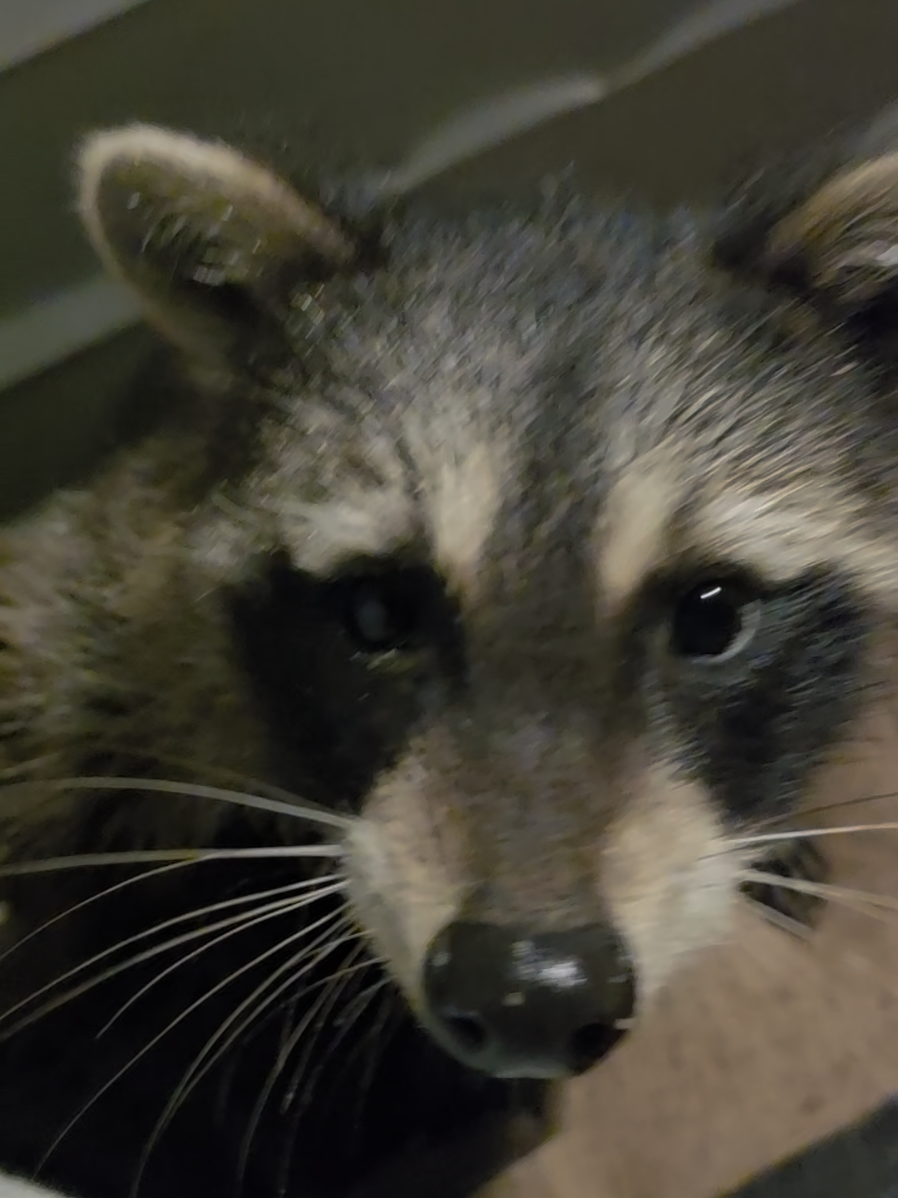 I Will Share Joy No Matter What! 😁♥️🦝