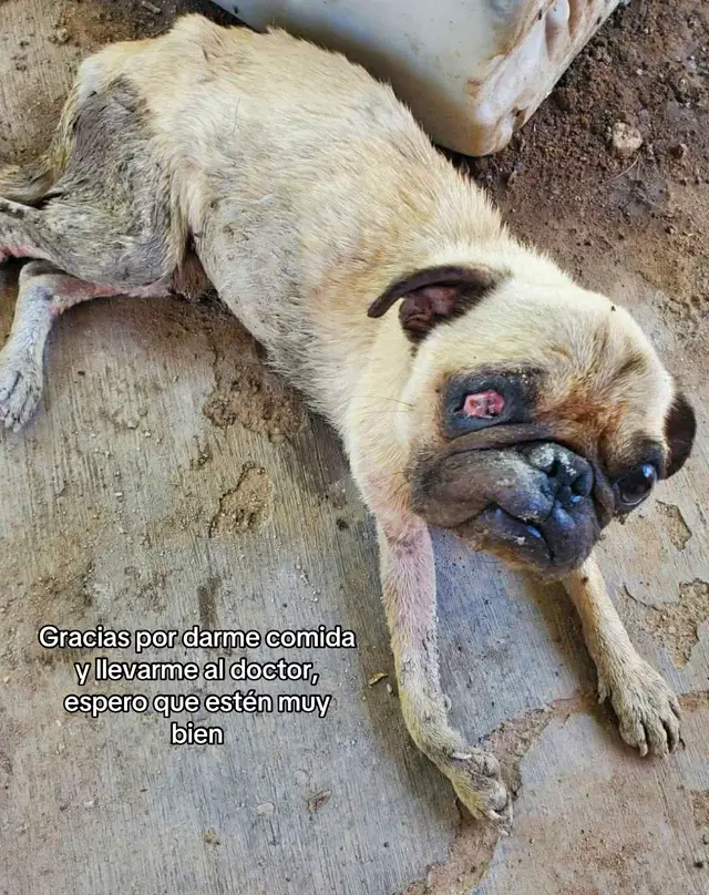 Te amo mi sandor Paul ❤️‍🩹 #pug #pugtiktok #rescate #adopcion 