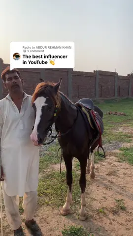 Replying to @ABDUR REHMAN KHAN 💀 #sydwajeeh #foryou #foryoupage #horse #horselovers 