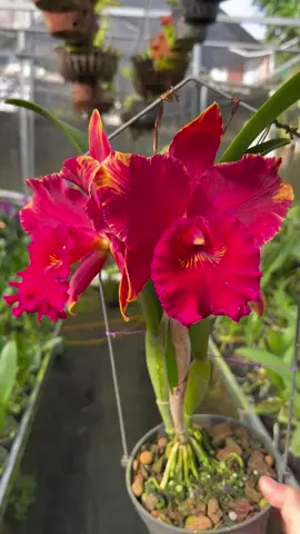Hoa sớm hôm ❤️ #cattleya #hoalan  #melan  #yeulan #phonglan 
