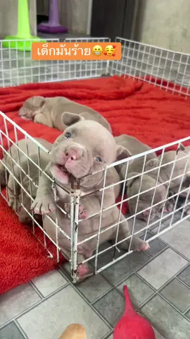 #อเมริกันบลูลี่ #ฝากติดตาม #สวนสัตว์tiktok #มาดามบลูลี่หัวหิน #น้องหมาน่ารัก 