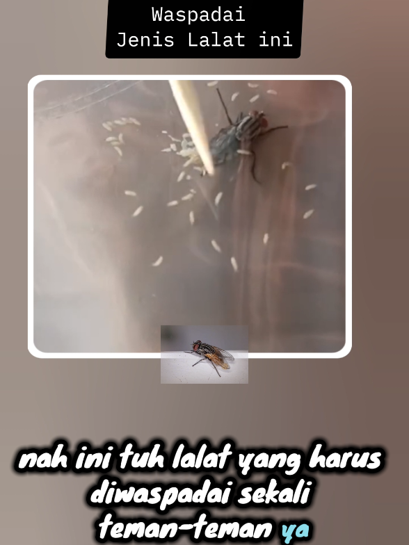 Berikut beberapa langkah yang bisa Anda lakukan untuk mengatasi infeksi larva botfly (bakteri lalat): 1. Kompres dingin 2. Gunakan obat dari dokter 3. Pastikan area infeksi tetap bersih 4. Minum air putih dan cukupi kebutuhan makanan bergizi 5. Minum obat pereda nyeri #bahayalalat #lalat 