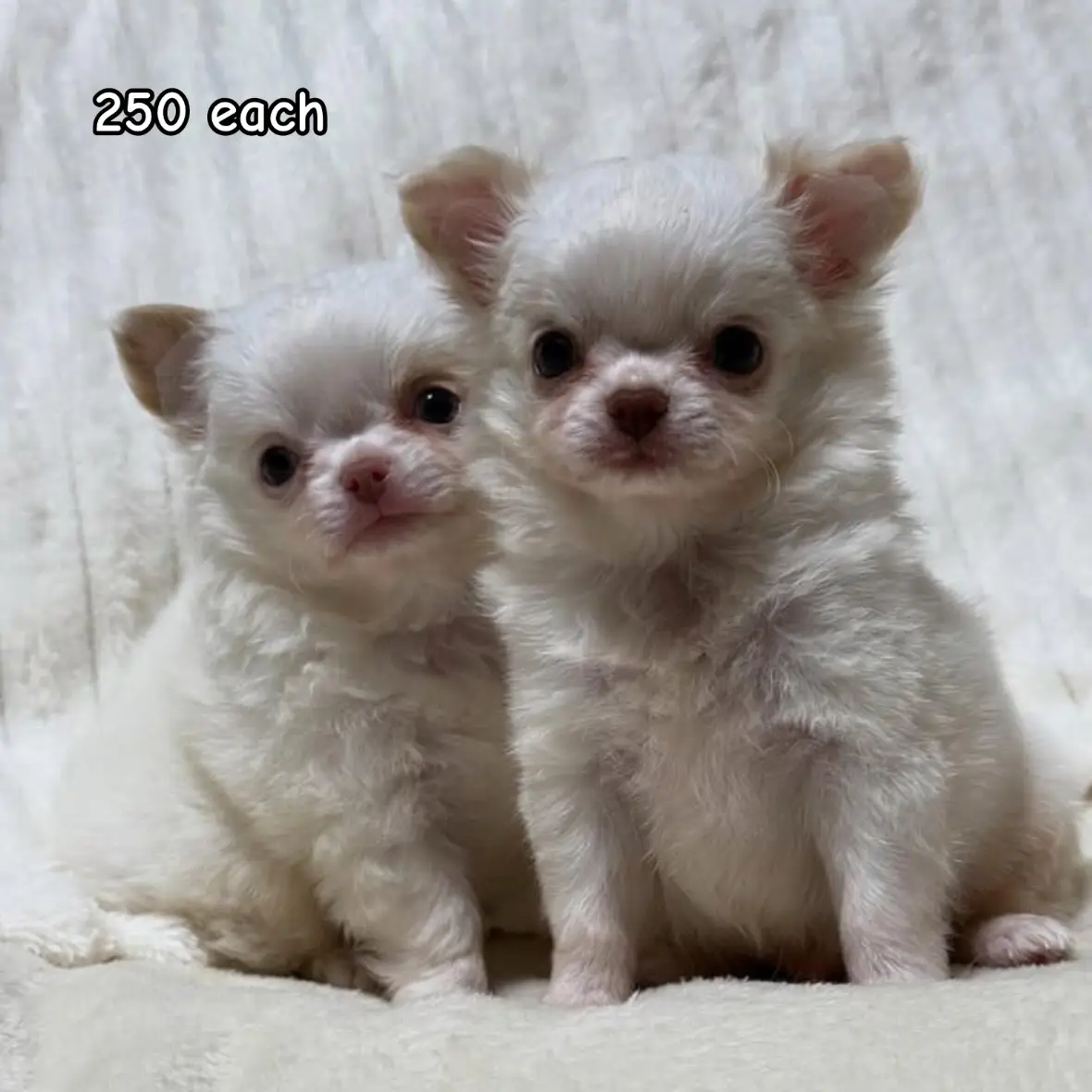 Introducing Bella & Snowy ❄️✨ – our 9-week-old teacup Chihuahua sisters! These girls are both long-haired beauties with soft, fluffy white coats and the sweetest little personalities. They’re expected to stay under 4 lbs fully grown, making them true teacup size. 🐾 Vet-checked, dewormed, and up to date on shots 🐾 Beginning pad training & socialization 🐾 Come with health records, starter food, and a comfort blanket Bella is playful and curious, while Snowy is a gentle cuddle bug. Together, they’re the perfect mix of sweetness and charm. Whether you welcome one or both, they’ll bring endless love into their new homes 🏡💕 💌 Message today to reserve your little angel before they’re gone! #moreviews #PuppyLove #PuppyForAdoption #fypシ #ChihuahuaLife 