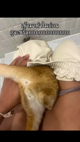 ชีวิตคุณแม่ลูกสอง จะบ้าา#แมวส้ม #ทาสแมว #คุณแม่ลูก2 #catsoftiktok #fypシ 