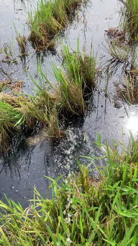 Có những chiều mưa ngâu anh….#miêntayquetoi 