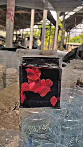 hm sr ready🌶#cupangkediri #CapCut #cupangindonesiaofficial #cupanghiasindonesia #cupanghias 