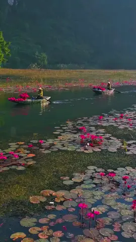 Tam Cốc Ninh Bình Mùa Hoa Súng#canhđepthiennhien #canhđepthiennhien 