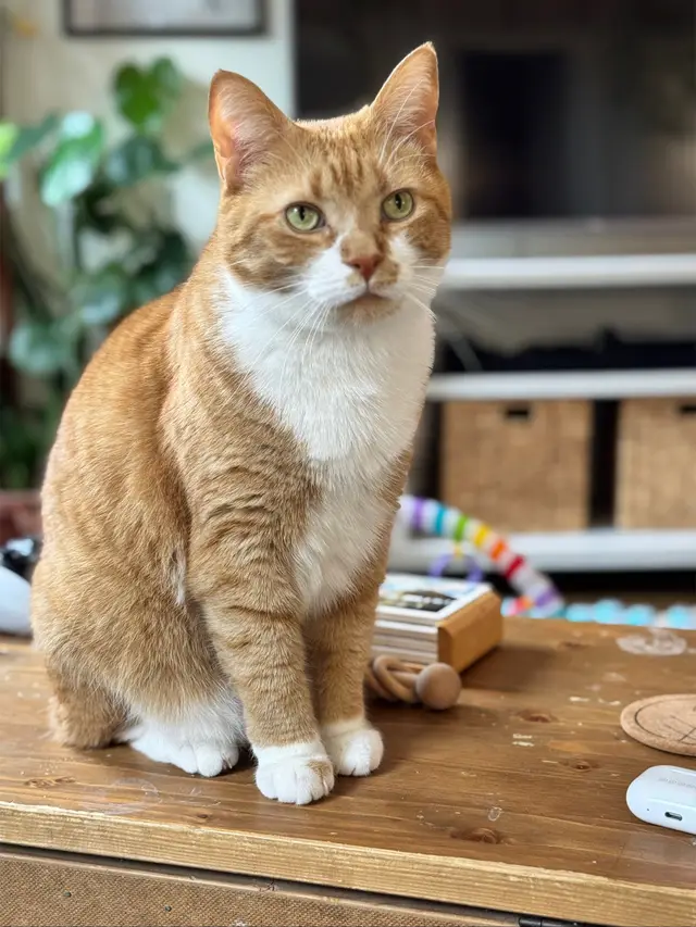 Sometimes we call him teenie sometimes we call him Mr. Baby 🧡 . #teentuesday #teenthecat #teenietiny 