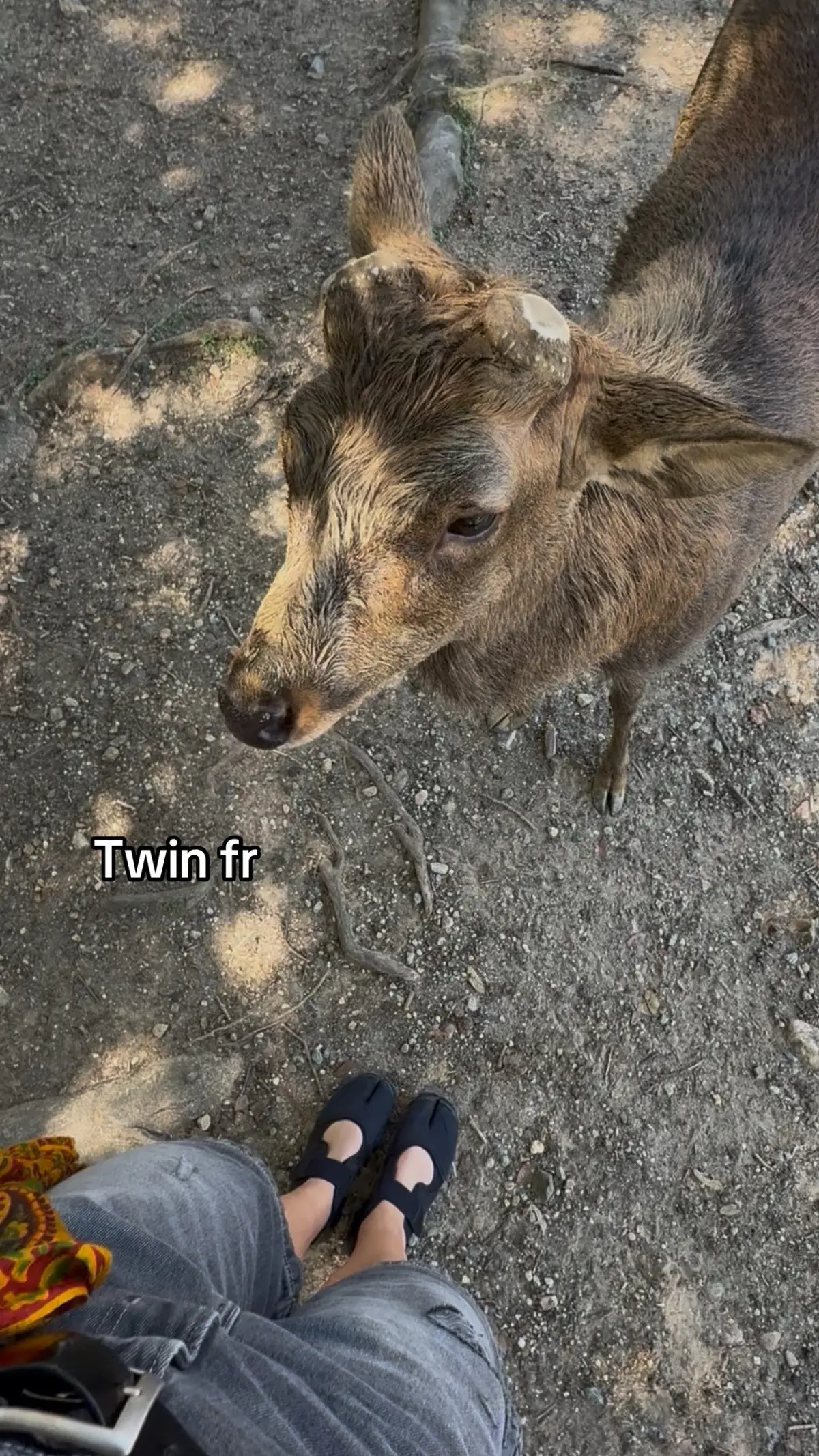 #nara #japan #maisonmargiela #tabi 