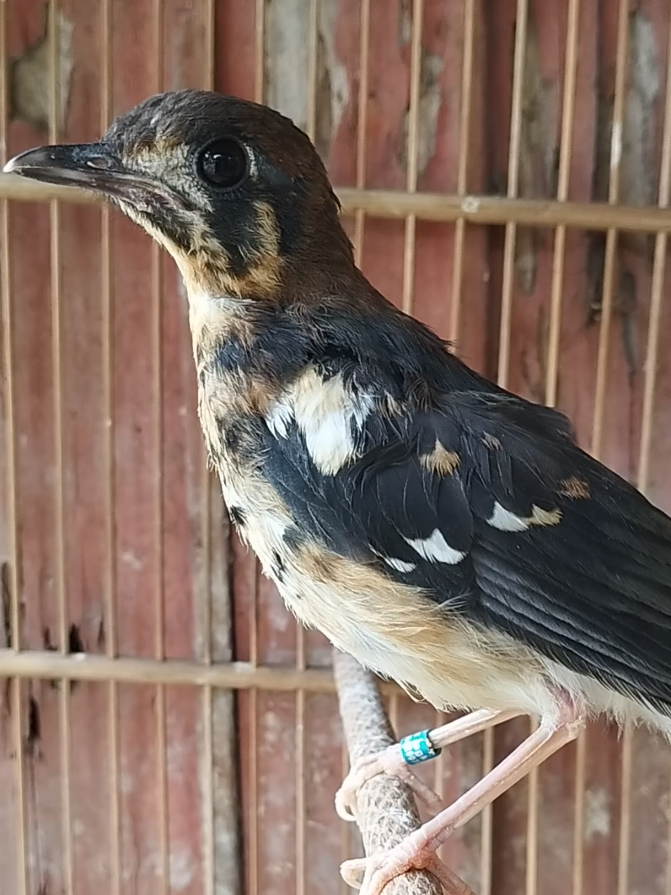 trotol jantan jantan 😎 #aniskembangmalang #aniskembangindonesia #masukberandafyp #fyp  #aniskembangtrahjuara 