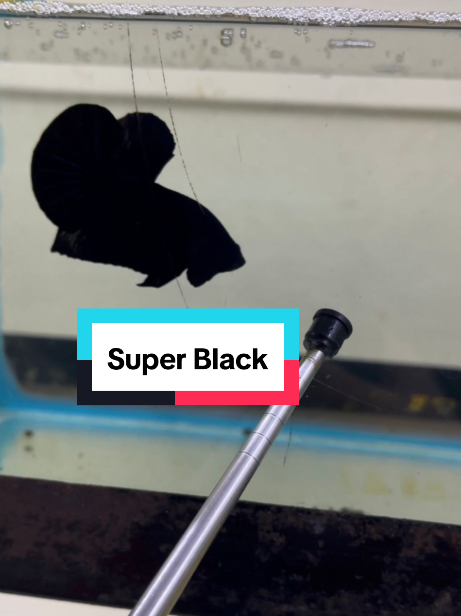 Super Black  #superblack #bettafish #ikancupang #cupang #bettaworld 