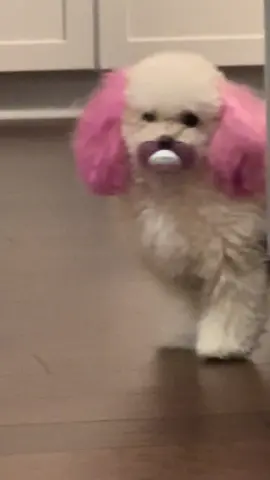 A pacifier loving baddie 🐩 