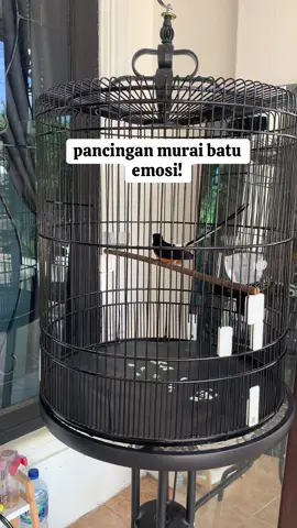 awas nanti murai kalian nyaut+bongkar isian🔥 #mb #muraibatuindonesia #muraibatu #fyp #kicaumania 