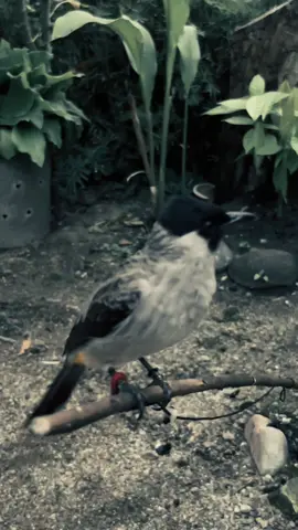 mampir bosku✨😁#CapCut #kutilang #fyp #kutilangmania #masukberanda #kutilang 