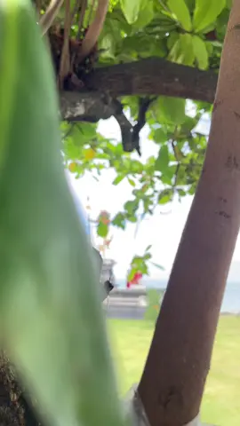 Sepurane mbak ketokke video ku sing fyp😂 #jogetinaja #bali24jam #fyp #lewatberanda 