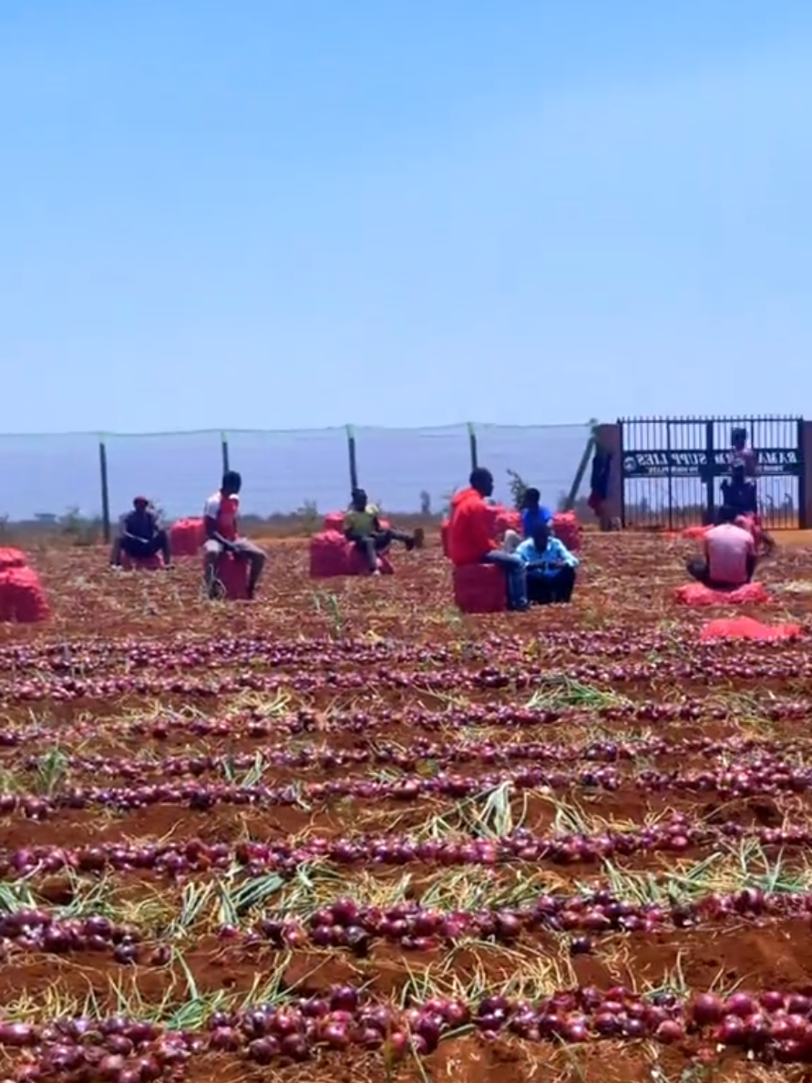 Ready for storage and marketing 70 per kg..  #onion #kenyantiktok🇰🇪 #foryoupage #mombasatiktokers #tiktokviral 