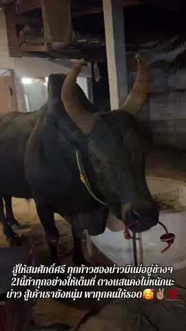 #นิลงามบุญฤทธิ์พิชิตชัย_ซาไก่ #ไม่ใช่การทารุณกรรมสัตว์ #ฟีดดดシ 🥰🥰