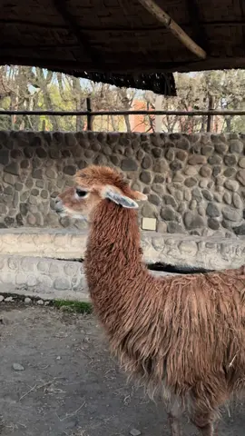 Papi the lama 🦙 #peru #llamasoftiktok #lama #cuzco #funnyanimals 