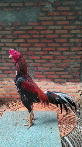 bangkokklasik#ayambangkoksuper #ayambangkok #hobbyayambangkok 