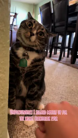 My sweet pea ♥️ #fyp #catsoftiktok #cat #cats #tabbycat 