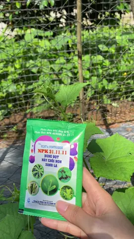 Bung đọt non,xanh,dày lá #nhungpatityshop #phanbonla #phanbonhuuco #npk 