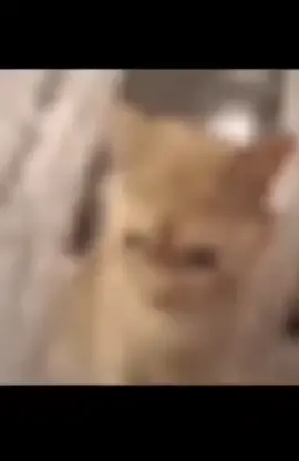 #monlaferte #migajera #real #fyp #foryoupage 