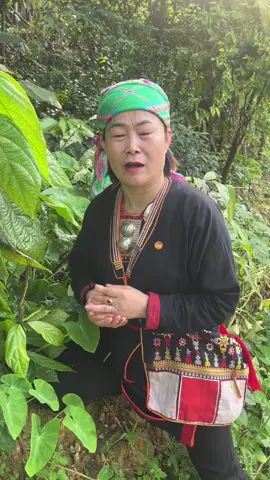 hết ho gió ho khan ho viêm họng hạt viêm phế quản mãn bằng cây kèn điều độ rừng thiên nhiên quý#dthanhthaoduocnguoidao #viemphequanmantinh #ho #suckhoechomoinguoi #xuhuongtiktok 