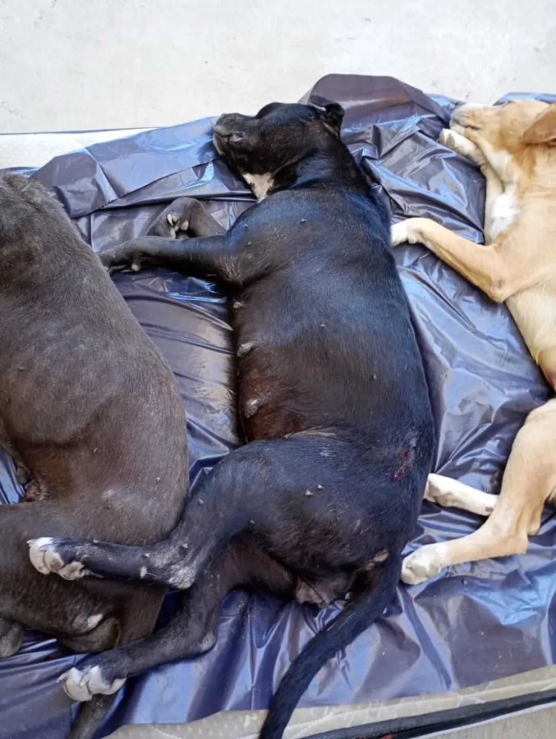 Today we sponsored another 17 free surgeries in Tijuana Mexico. No mire reproduction, no pore puppies & kitebs coming to suffer as strays. The suffering ends here when we spay & neuter. Please consider donated so we can continue spaying & neutering more cats & dogs in need  Visit: www.tddogs.org 