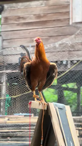 #ayamkampung #ayamkampungcantik #fyppppppppppppppppppppppp #pamanuuk🐓🐓🐓 #ayam 