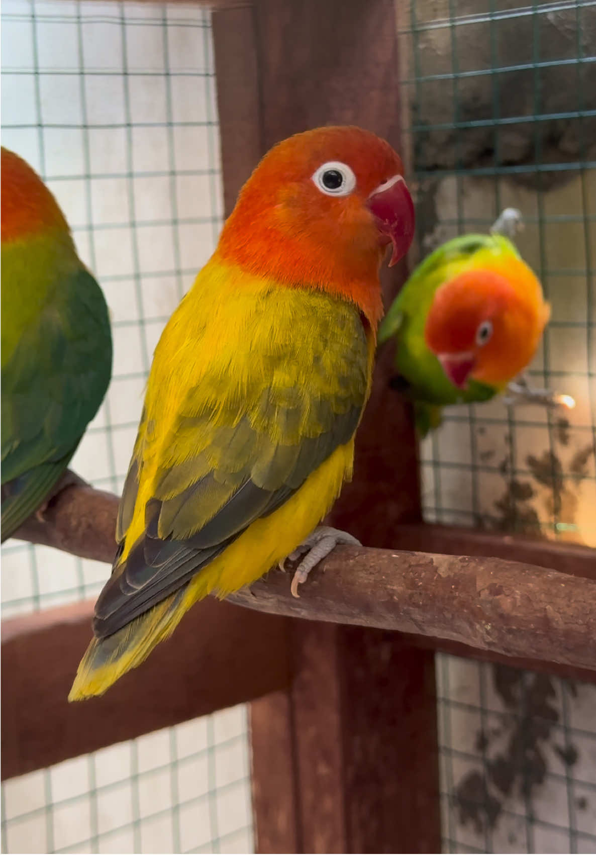 Lovebird bio ewing gold #fyppppppppppppppppppppppp #lovebirds #lovebird #kicaumania #kicaumania 