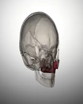 over if your recessed #bp #edit #maxilla #bones #anatomy 
