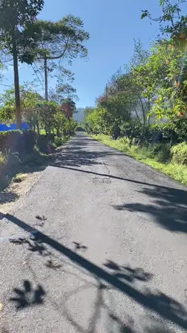 Yakin ga mau ke kebun teh tambi pas lagi cerah begini 🏔️☺️🥰 #kebunteh #kebuntehtambi #dieng #wonosobo #fyp 
