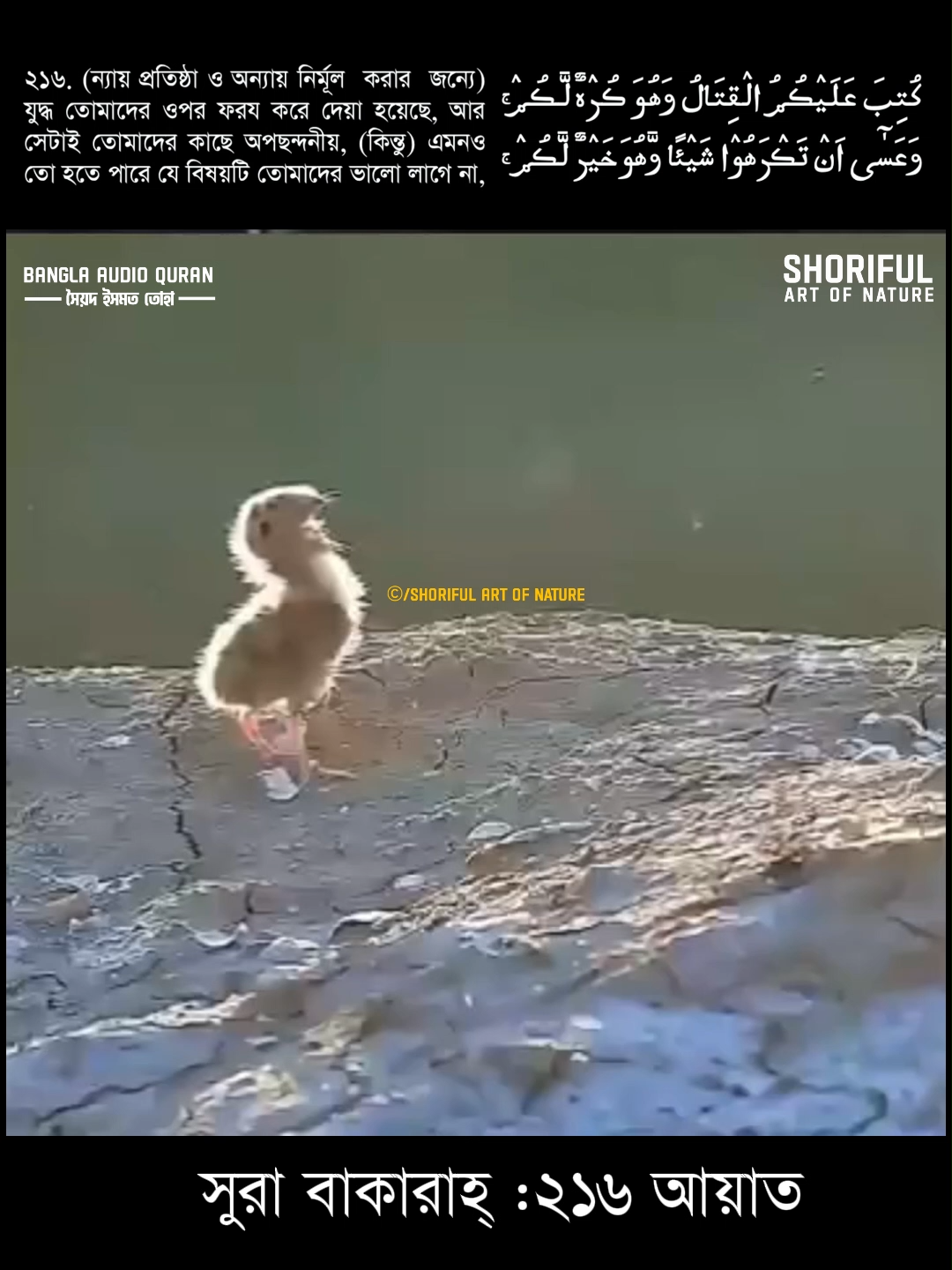 এমনও হতে পারে যা তোমরা পছন্দ করবে, কিন্তু তা হবে তোমাদের জন্যে ক্ষতিকর; সুরা বাকারাহ্ :২১৬ আয়াত #quran #quranurdutranslation #qurantilawat #banglaaudioquran #tiktokislamictalks #foryou