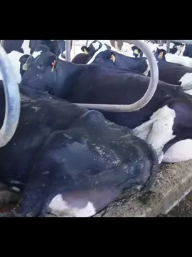 🐄 🐮 girl #dairy #cowtok #dairyfarm #farm #freshmilk 